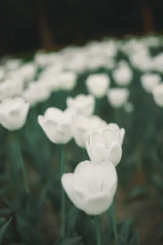 中国，北京，景山公园，郁金香，夏天，开花植物，花，植物