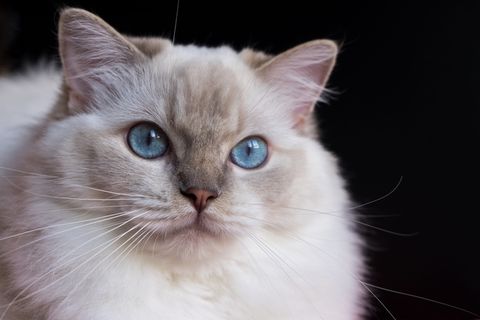 瑞士，日内瓦，蓝眼睛，聊天，小猫，猫，毛，喵喵