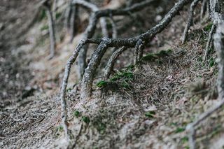 在秋天的森林里散步