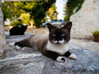 意大利，alberobello，蓝色，宠物，猫，野生，动物，平静