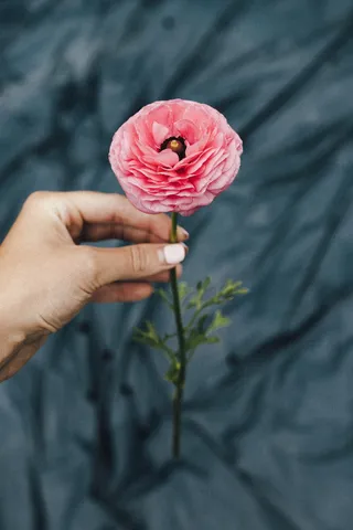 粉色牡丹花，植物，人，人，花，花，玫瑰，天竺葵