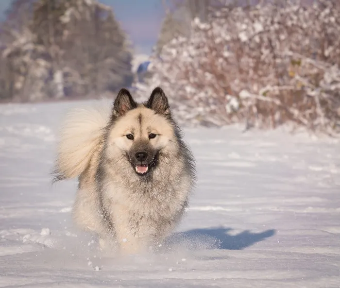 加拿大，萨里，克洛弗代尔，欧亚雪绒花，雪绒花，狗，动物，纯种