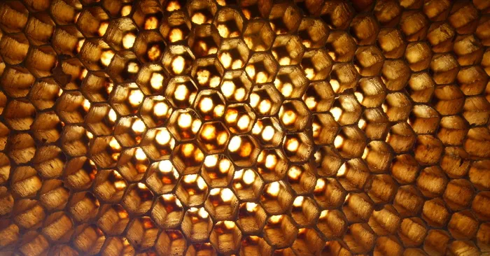 微距摄影、蜂巢、API、花卉、蜂巢、昆虫、蜂巢、勤劳