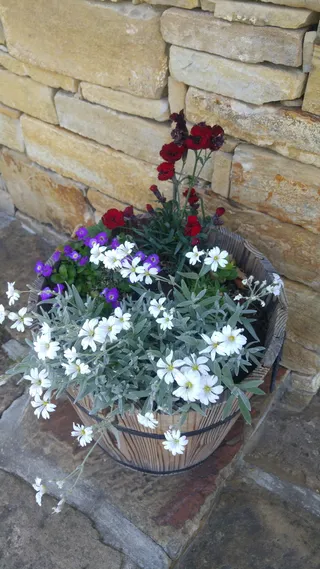 花，自然，植物，新鲜，开花，开花，生长，开花植物