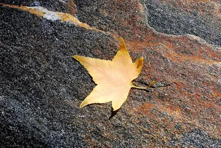 纽约，美国，秋天，秋天，石头，背景，枫树，黄色