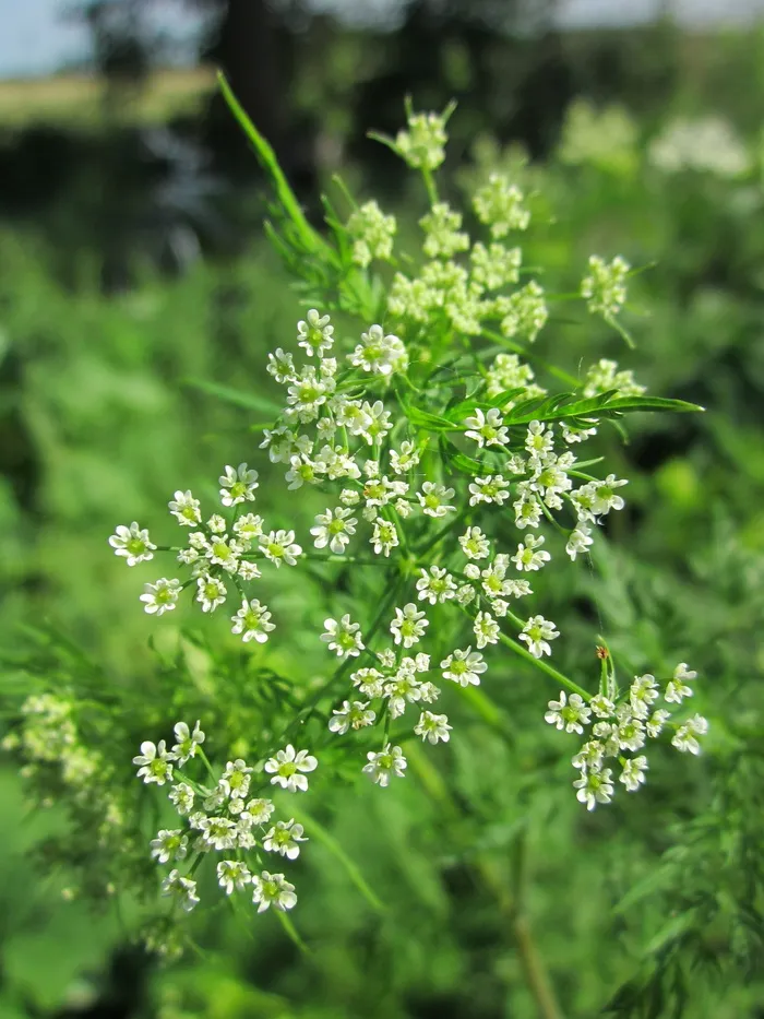 毛茛、芜菁、块根、球根、防风、野花、植物区系、植物学