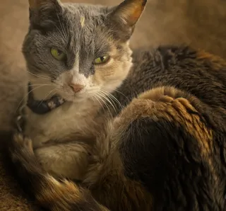 猫，家养短毛，肖像，满足，毛皮，柔软，多色，动物