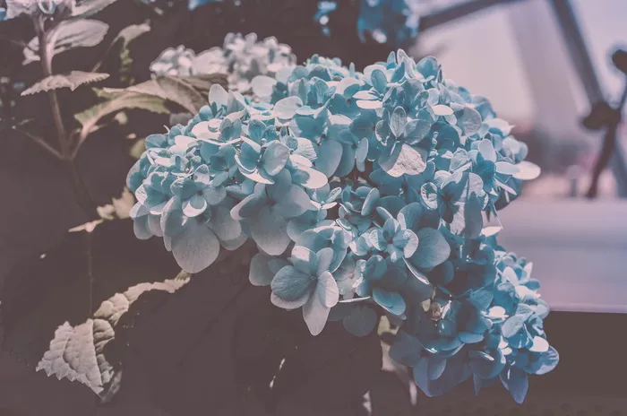 新加坡，海湾花园，蓝色，花，花，兰花，漂白，水