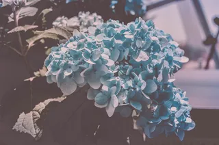 新加坡，海湾花园，蓝色，花，花，兰花，漂白，水