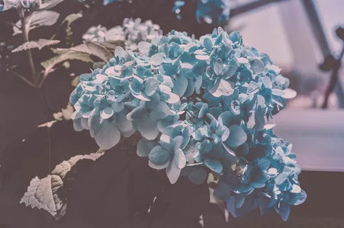 新加坡,海湾花园,蓝色,花,花,兰花,漂白,水 新加坡,海湾花园,蓝色,花,花,兰花,漂白,水