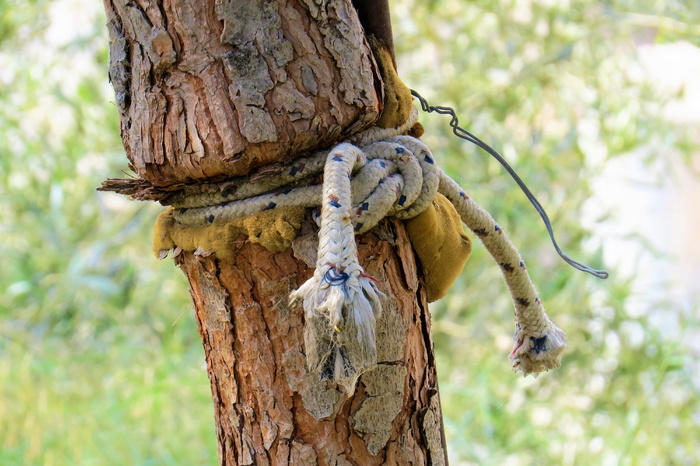 自然、树木、绳索、节点、前景关注、植物、动物主题、树干