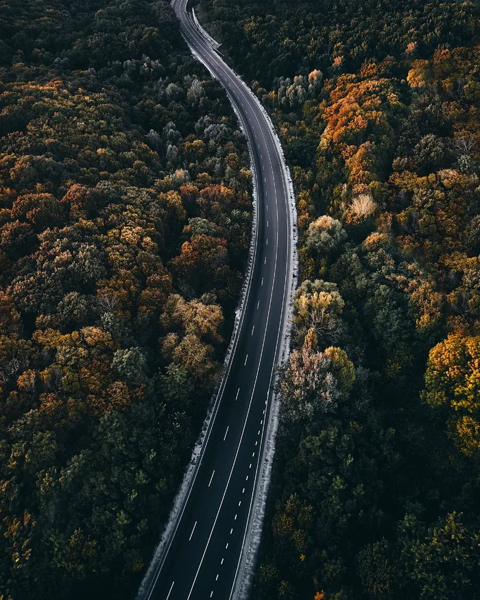 树间道路的航空摄影
