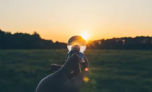 成人、背光、黎明、黄昏、傍晚、玻璃、景观、灯光