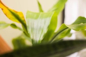 叶子，叶子，植物，绿色，自然，生物学，特写，植物部分