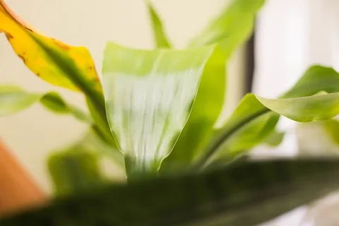 叶子,叶子,植物,绿色,自然,生物学,特写,植物部分 叶子,叶子,植物,绿色,自然,生物学,特写,植物部分