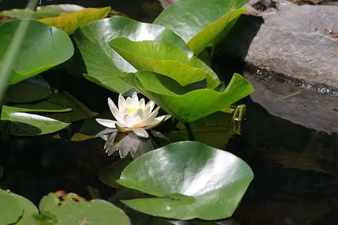 花,植物,百合,叶子,莲花,佛教,池塘,池塘花 花,植物,百合,叶子,莲花,佛教,池塘,池塘花