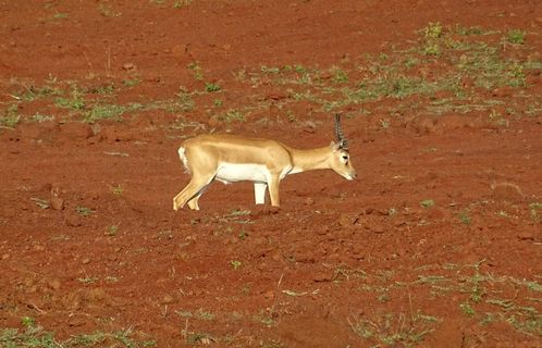 羚羊，羚羊，野生，动物，哺乳动物，颈，动物群，有蹄类