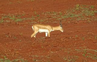 羚羊，羚羊，野生，动物，哺乳动物，颈，动物群，有蹄类