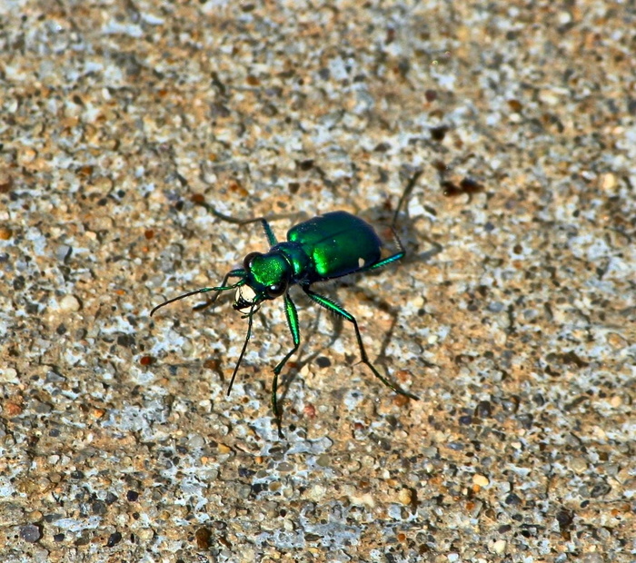 绿色甲虫, 六斑虎甲虫, 六斑虎甲虫, cicindela sexguttata, bug, 昆虫, 绿色, 迷幻