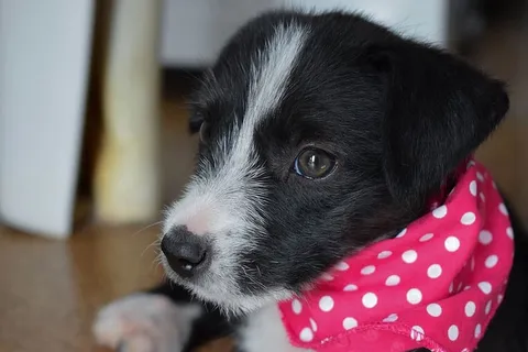 巴西、菲尔霍特、卡乔罗、动物、波尔卡圆点、小狗、狗、宠物