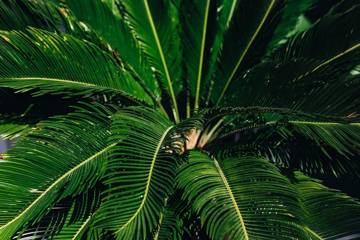 绿色植物叶子的特写镜头