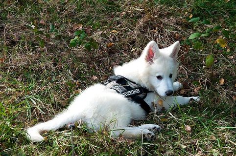 可爱、自然、哺乳动物、动物、草、动物主题、家养、宠物