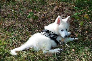 可爱、自然、哺乳动物、动物、草、动物主题、家养、宠物