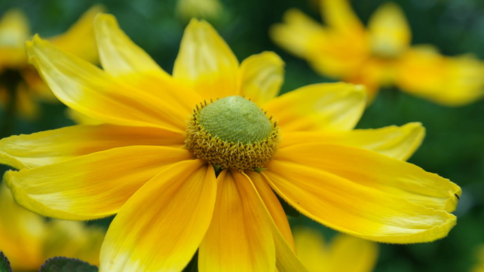 花朵，黄色，夏季，鲁德贝基亚·赫塔，草原太阳，施瓦茨äugige susanne，coneflower，花朵
