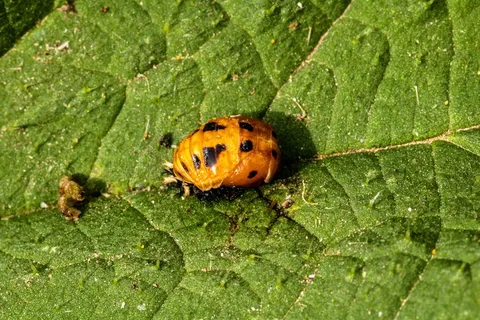 marienkäfer幼虫，瓢虫玩偶，孵化瓢虫，孵化，出生，活新，动物，幼小动物