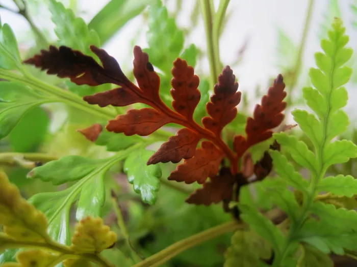蕨类植物, 绿色, 叶, 传单, 锯齿状, 褐变, 自然, 植物
