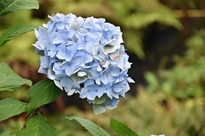 自然，叶子，植物，花，开花植物，自然之美，特写，花瓣