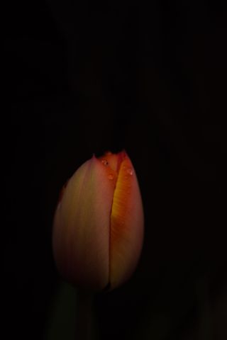 植物，芽，花，花，芽，郁金香，水滴，百合