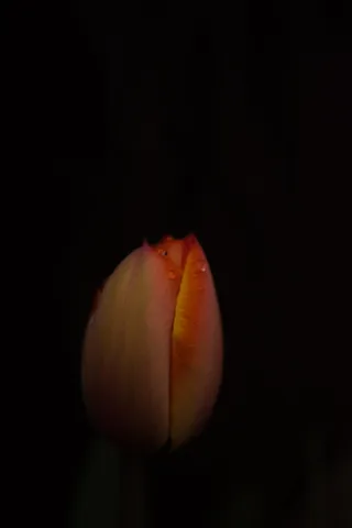 植物，芽，花，花，芽，郁金香，水滴，百合