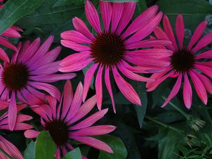 紫锥菊，太阳帽，紫锥菊，紫锥菊，紫丁香，紫丁香，闪丁香，红丁香，开花植物