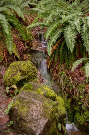 美国，俄勒冈州，瀑布，植物，树木，风景——自然，水，自然之美