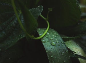 潮湿、绿色、线性、植物、叶子、自然、雨滴、水