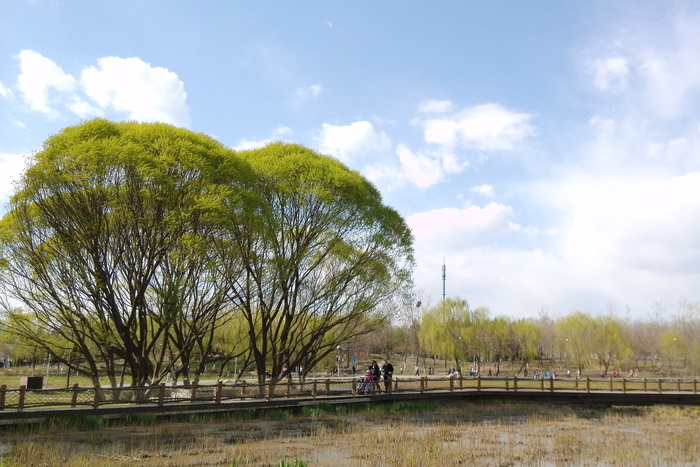 树、天空、云、自然、清新、和谐、轻松、植物