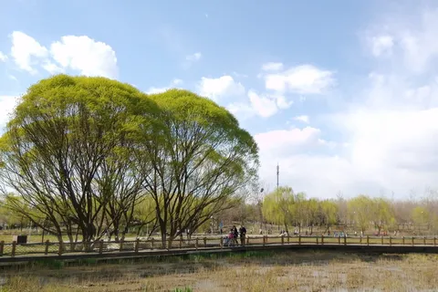 树、天空、云、自然、清新、和谐、轻松、植物 树、天空、云、自然、清新、和谐、轻松、植物