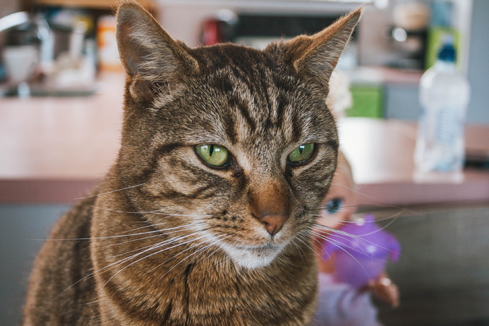 猫的特写照片