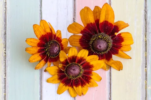 花，太阳帽，背景，普通松嫩小屋，植物，木材，新鲜度，花