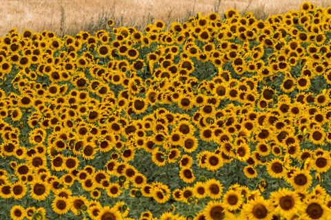 西班牙，向日葵，夏天，黄色，阳光明媚，10-19-18，无人，动物