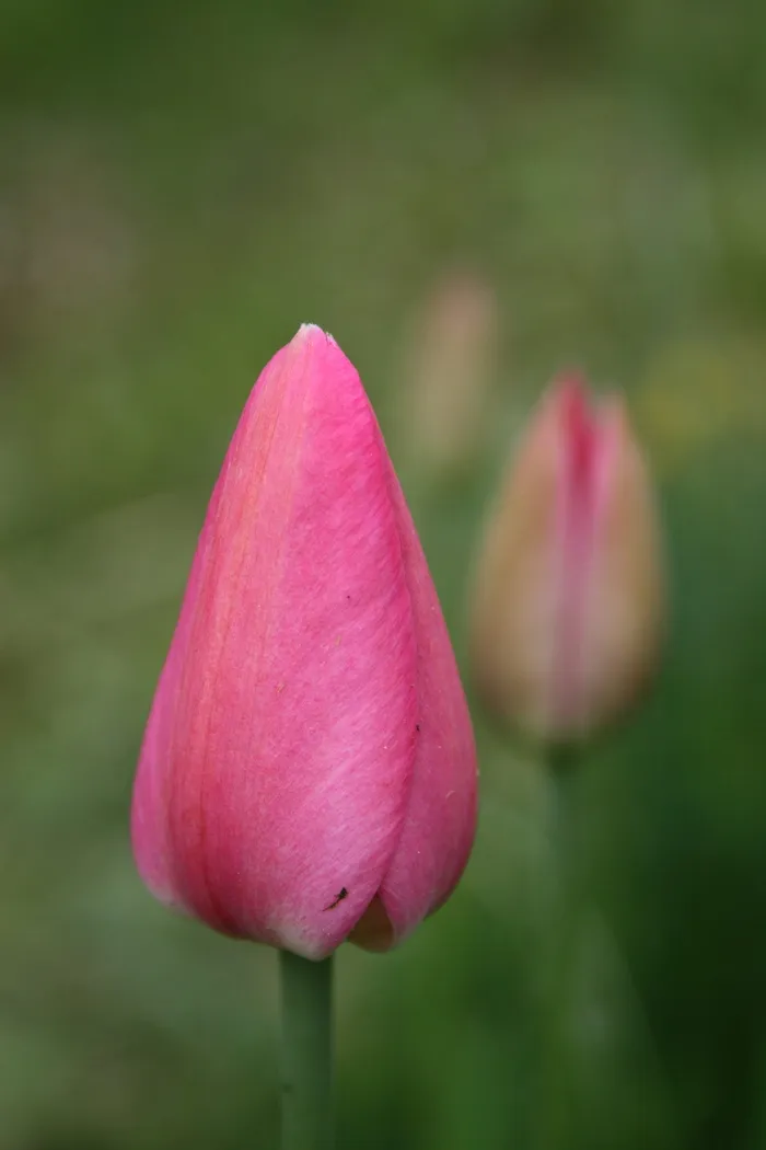 郁金香、花朵、粉色、柔和、花蕾、粉色、花瓣、自然