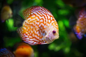 橙色，白色，铁饼鱼，银鱼，鱼，自然，动物，游泳
