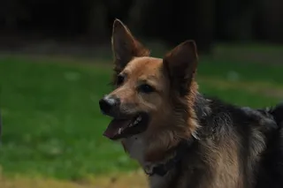 爱尔兰，科克城，玩耍，狗，专注，等待，狗，一只动物