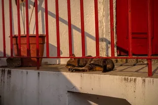 葡萄牙，povoa de varzim，rates，shadow，animal，camino，lazy，cat