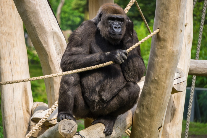 大猩猩，猴子，动物，动物园，动物世界，自然，灵长类动物，手表