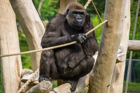 大猩猩,猴子,动物,动物园,动物世界,自然,灵长类动物,手表 大猩猩,猴子,动物,动物园,动物世界,自然,灵长类动物,手表