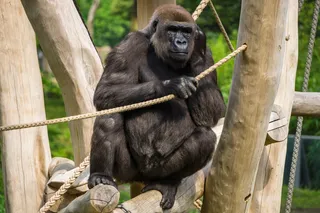 大猩猩，猴子，动物，动物园，动物世界，自然，灵长类动物，手表