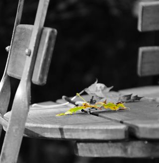 啤酒园，叶子，秋天，枫叶，黄色，黑白，断裂，结束