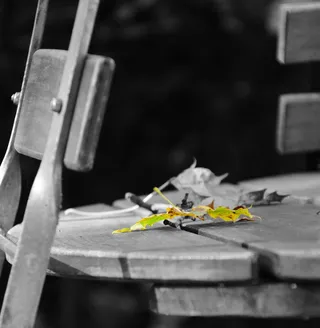 啤酒园，叶子，秋天，枫叶，黄色，黑白，断裂，结束